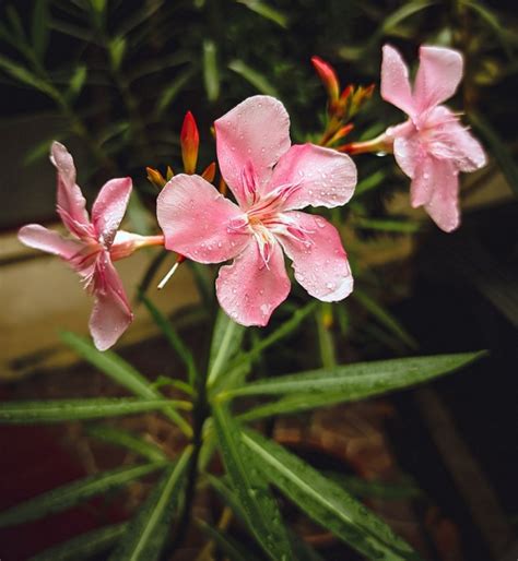 紅花夾竹桃種子